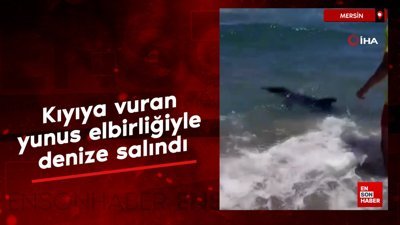 Mersin'de kıyıya vuran yunusu vatandaşlar kurtardı