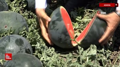 Adana’da karpuz tarlada kaldı: Belediyeler alsın, halka dağıtsın