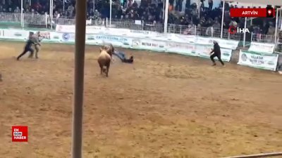 Artvin'de rakibinden kaçan boğa, bakıcısını boynuzla yere serdi