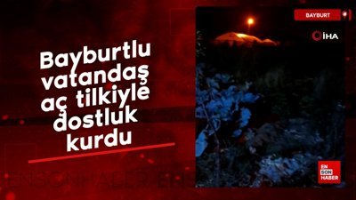 Bayburtlu vatandaş aç tilkiyle dostluk kurdu