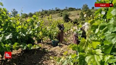 Erbaa Narince Bağ Yaprağından bu sezon 2 milyar liralık gelir bekleniyor