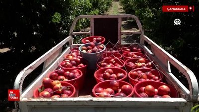 Coğrafi işaretli Lapseki şeftalisinde 70 ton civarı ihracat hedefleniyor