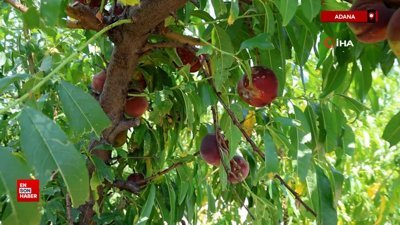 Adana'da şeftali hasadı başladı