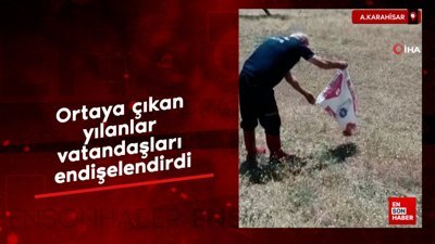 Afyonkarahisar'da yılan paniği