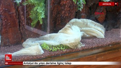 Antalya'da yılan derisine ilginç talep