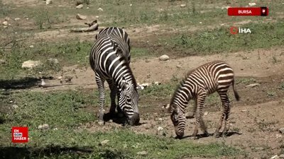 Bursa Hayvanat Bahçesi'nde zebra ailesi genişliyor - Yavru zebralar, ortamlarına ayak uydurmaya çalışıyor