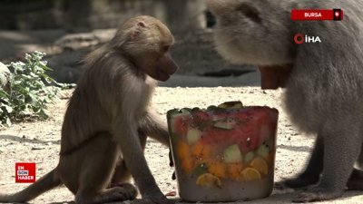 Bursa'da sıcaktan bunalan hayvanların buzlu meyve keyfi