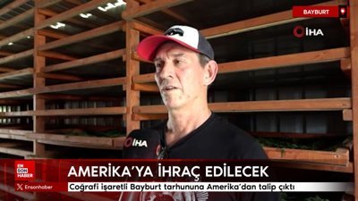 Coğrafi işaretli Bayburt tarhununa Amerika'dan talip çıktı