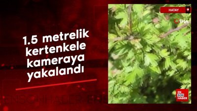 Hatay'da 1 buçuk metrelik kertenkele kameralara yakalandı