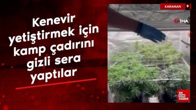 Karaman'da kenevir yetiştirmek için kamp çadırını gizli sera yaptılar