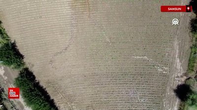 Samsun’da su kanallarının taşması sonucu tarım arazileri zarar gördü