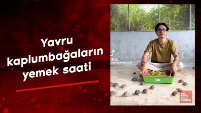 Yavru kaplumbağaların yemek saati