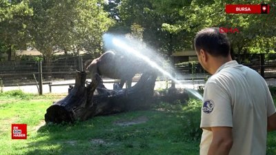 Bursa'da çöl sıcaklarından bunalan develer hortumla su sıkılarak serinletildi