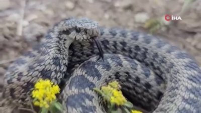 Erzincan’da koca engerek yılanı görüldü