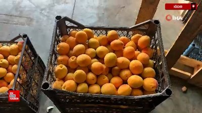 Iğdır'da kayısı hasadı tamamlandı: 40 bin ton rekolte elde edildi