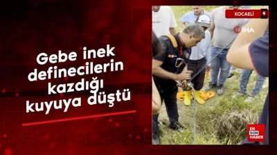 Kocaeli'de  Gebe inek definecilerin kazdığı kuyuya düştü
