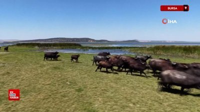 Afrika savanasını andıran görüntüler Bursa'dan