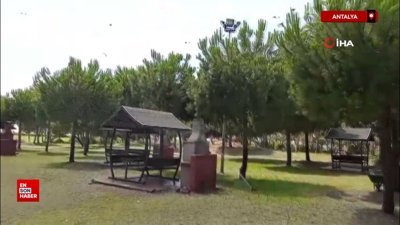 Antalya'da yaralı karga, havadaki kargalar sayesinde bulundu