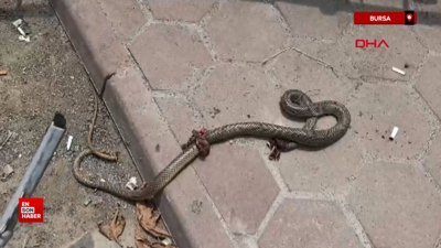 Bursa'da öldürdüğü bacağını ısıran yılan ile hastaneye gitti