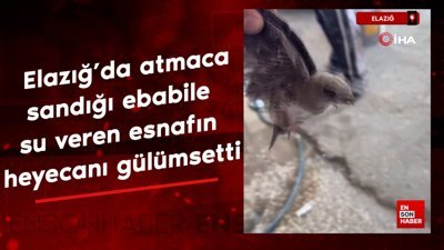 Elazığ’da atmaca sandığı ebabile su veren esnafın heyecanı gülümsetti