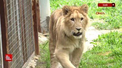 İzmir'de ismi anketle belirlenen aslanı doğal yaşam parkında başka bir aslan öldürdü