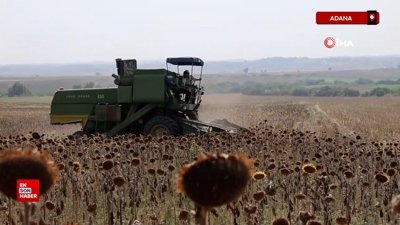 Kuraklık Çukurova'da ayçiçeği hasadını erkene çekti