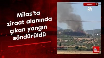 Muğla Milas'ta ziraat alanında çıkan yangın söndürüldü