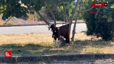Yalova'da belde merkezinde küçük ve büyükbaş ile kanatlı hayvan beslemek yasaklandı