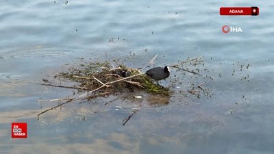 Adana'da Karabatak su üzerine çalı ve ot taşıyarak yuva yaptı