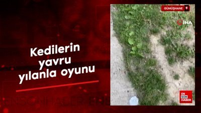 Gümüşhane'de kedilerin yavru yılanla oyunu
