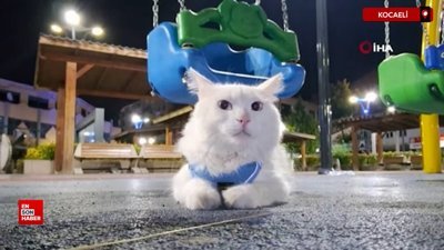 Kocaeli'de her yerde kayıp kedisini arıyor: Bulana 10 bin tl ödül