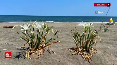 Sakarya'da güzelliğiyle mest ediyor koparması cüzdanı yakıyor