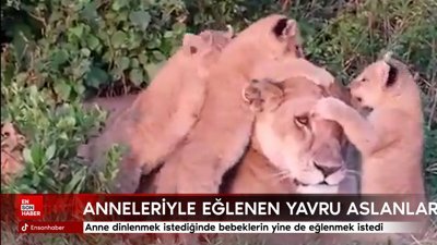 Anneleriyle eğlenen yavru aslanlar