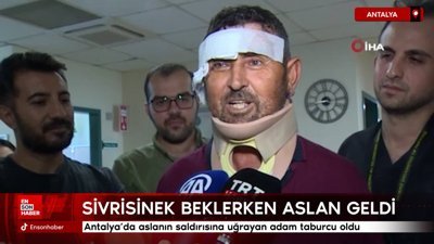 Aslanın saldırısına uğrayan adam taburcu oldu: Sivrisinek beklerken aslan geldi