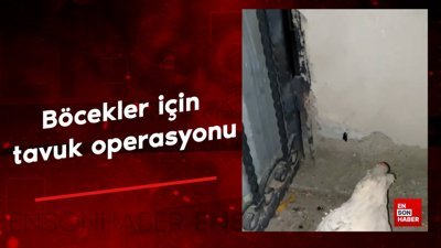 Böcekler için tavuk operasyonu