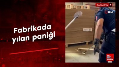 Kastamonu'da fabrikada yılan paniği