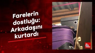 Farelerin dostluğu: Arkadaşını kurtardı
