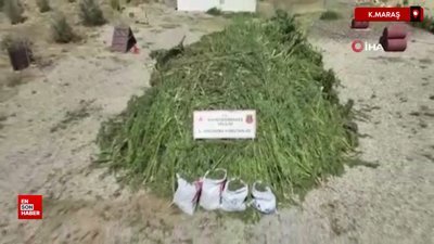 Kahramanmaraş’ta mısır tarlasında uyuşturucu ele geçirildi