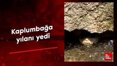 Kaplumbağa yılanı yedi
