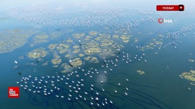 Yozgat'ta binlerce göçmen kuş Yozgat’taki barajı adeta kuş cennetine çevirdi