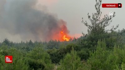 Tekirdağ’da anız yangını ormana sıçradı