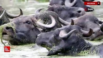 Erzurum'da mandaların dere içindeki banyo keyfi