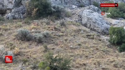 Kahramanmaraş'ta geyik sürüsü görüntülendi