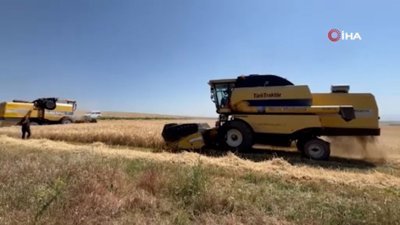 Kars'ta Ata tohumu arpa ile bereket fışkırdı