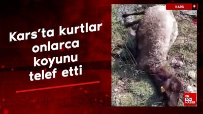 Kars'ta kurtlar onlarca koyunu telef etti