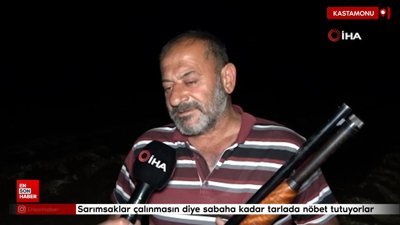 Kastamonu'da sarımsaklar çalınmasın diye sabaha kadar tarlada nöbet tutuyorlar