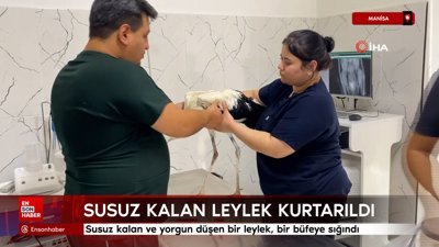 Manisa'da susuz kalan leylek kurtarıldı