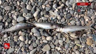 Mersin sahillerinde endişelendiren görüntü