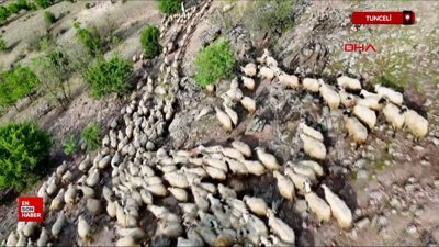 Tunceli’de yaylaya yıldırım düştü; 200 küçükbaş öldü
