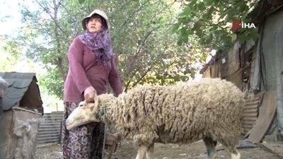 Pendik'te sokak köpekleri ağıla girdi: Koyunlar telef oldu